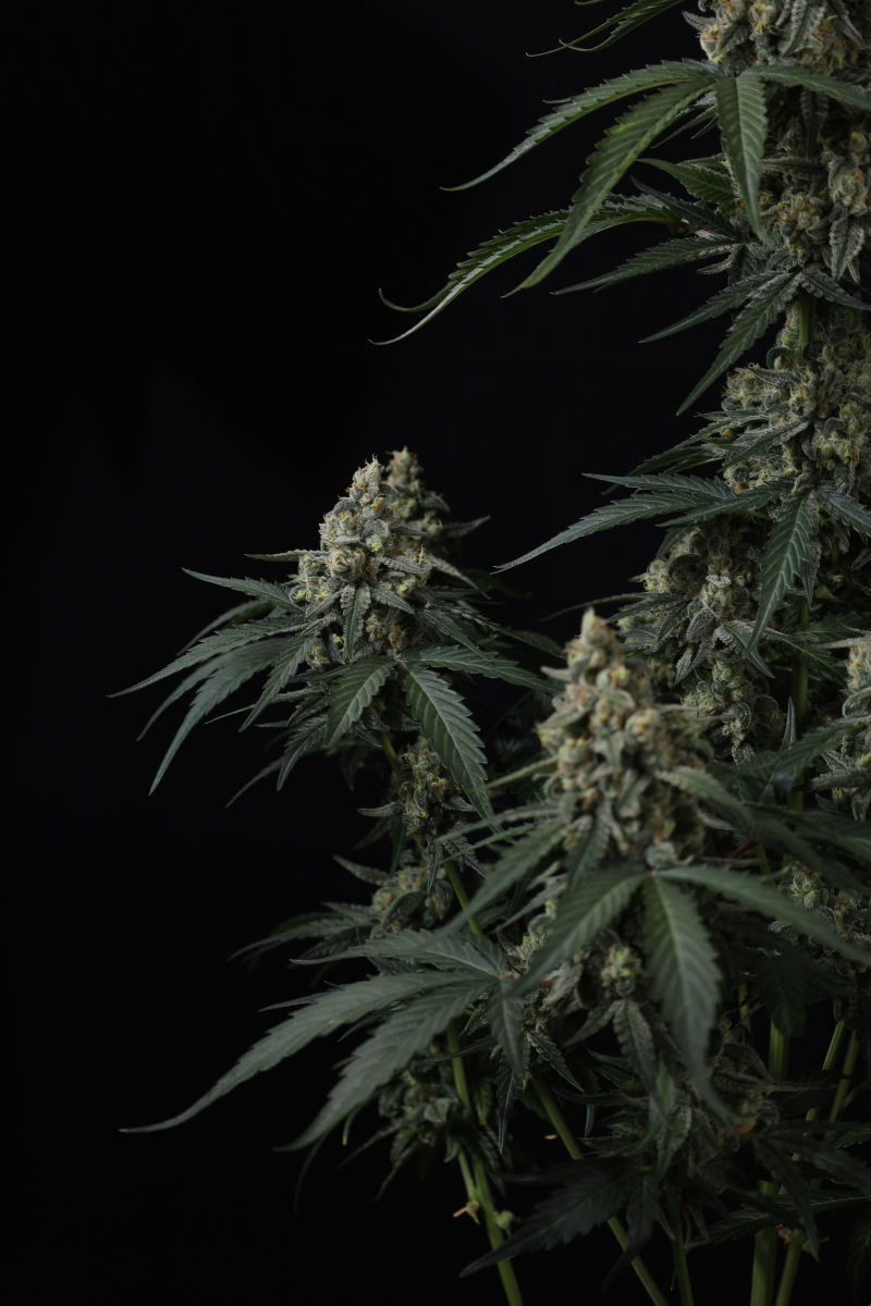 Photo of Banana Cherry Cookies Auto
