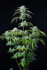 Strawberry Banana Auto