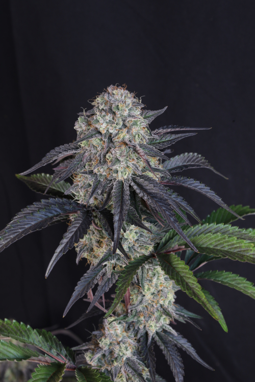 Sundae Frost Auto