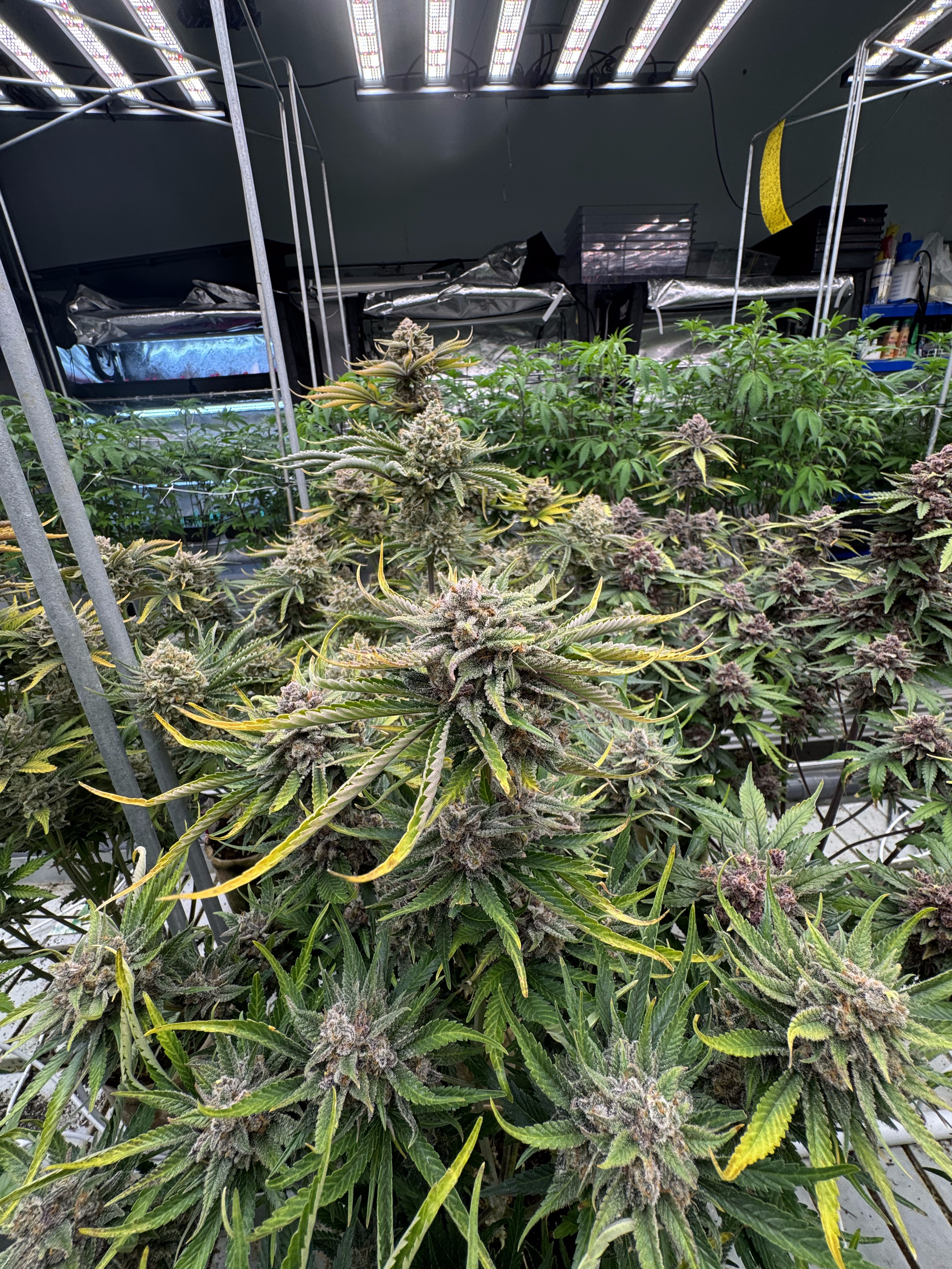 Cherry Cola Auto RF3