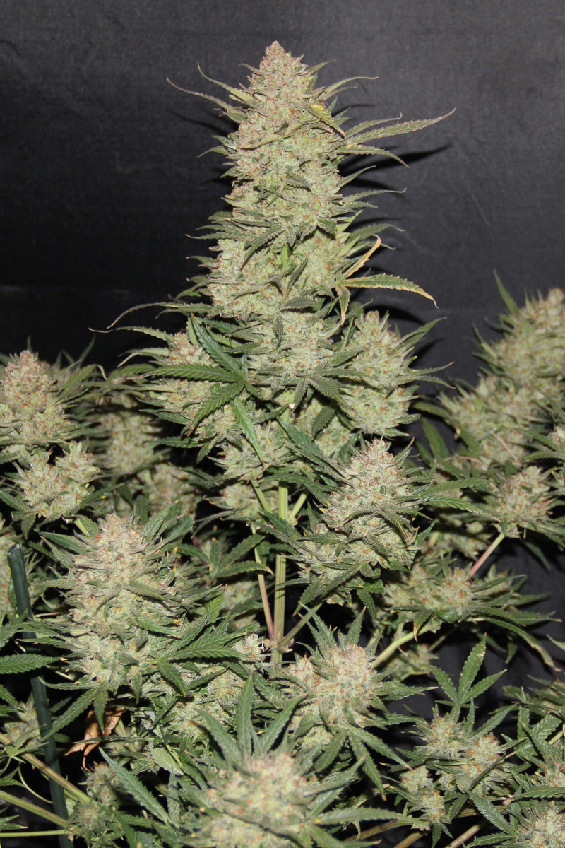 Photo of OG Kush Auto