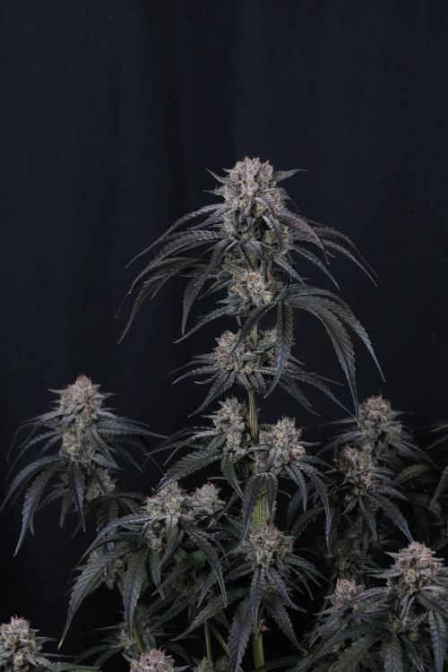 Mango Frost Auto