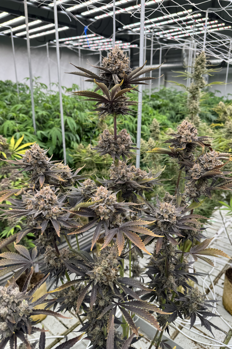 Photo of Banana Purple Punch Auto RF3