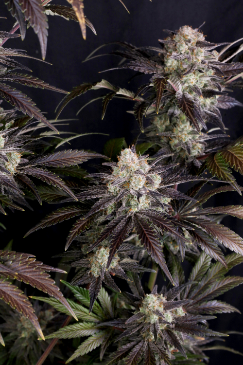 Frostbanger Auto