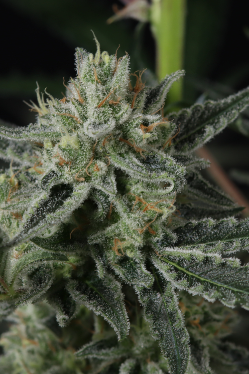 Banana Guava Auto