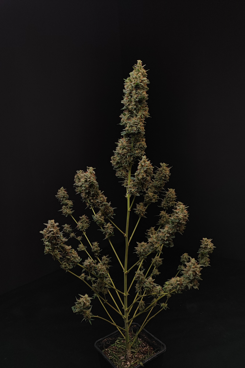 Photo of Chemdawg Auto