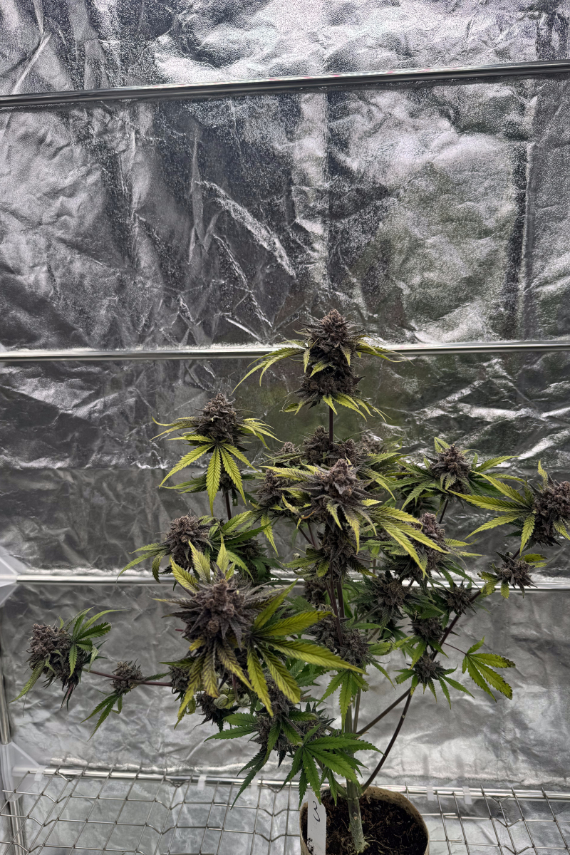 Photo of Cherry Cola Auto RF3
