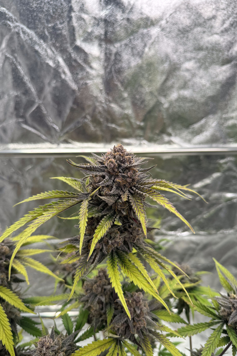 Photo of Cherry Cola Auto RF3