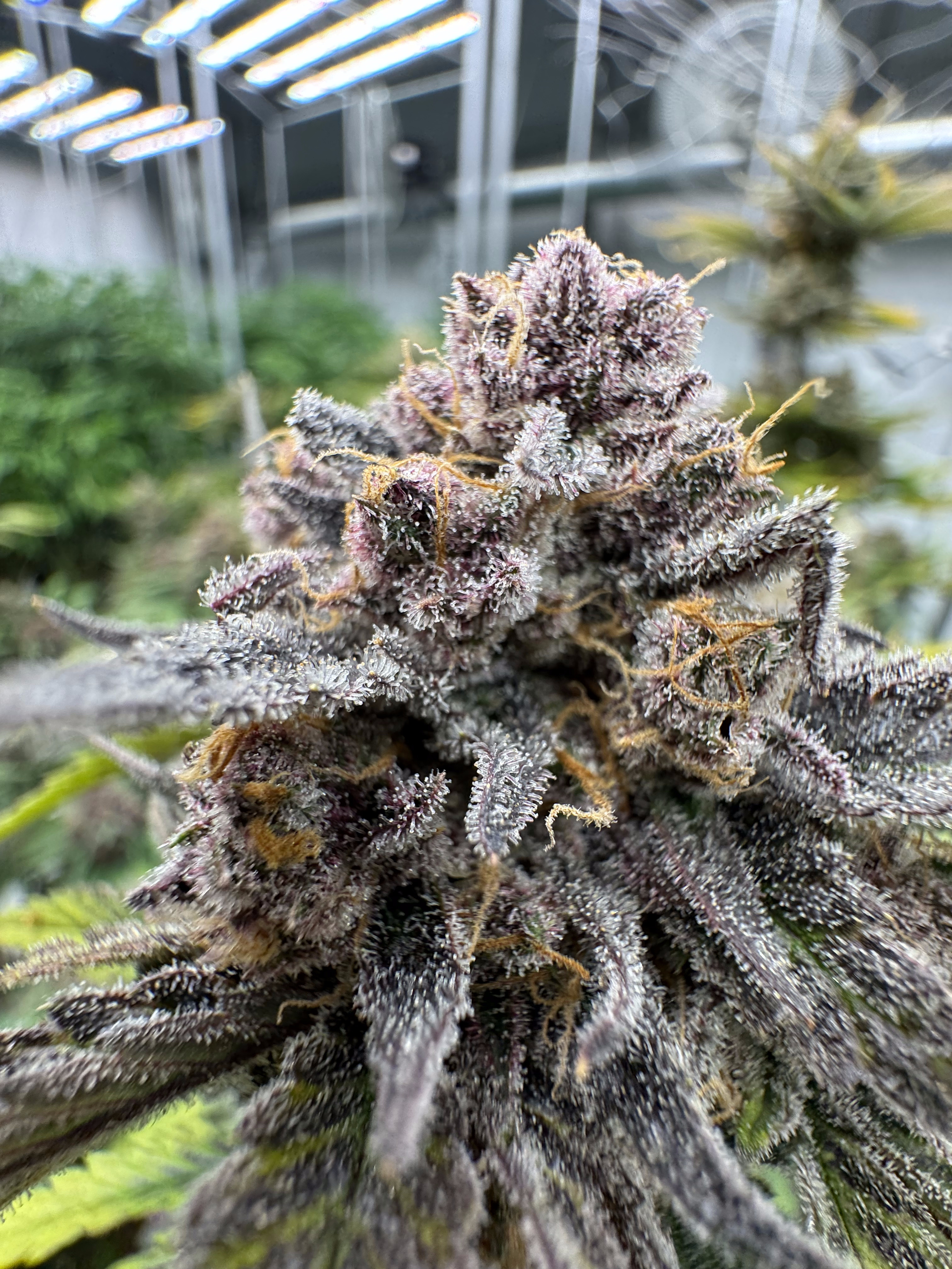 Cherry Cola Auto RF3