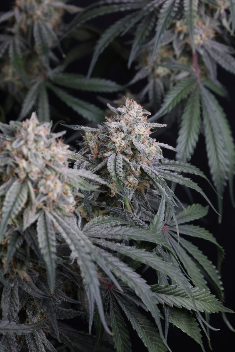 Photo of Garlic Mint Sherbet Auto
