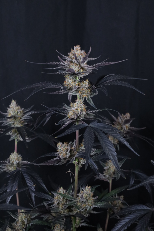 Guava Runtz Auto