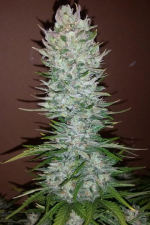 G14 Auto