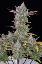 Gorilla Cookies Auto