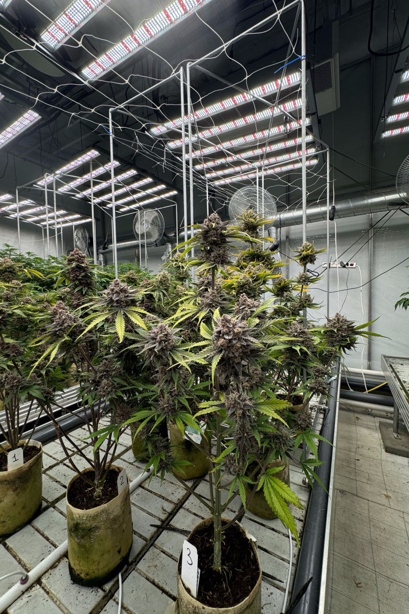 Photo of Cherry Cola Auto RF3