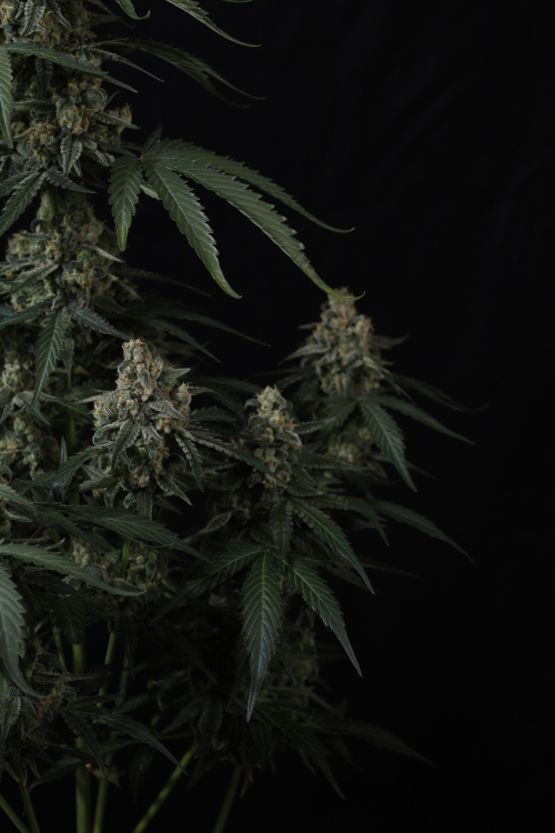 Banana Cherry Cookies Auto