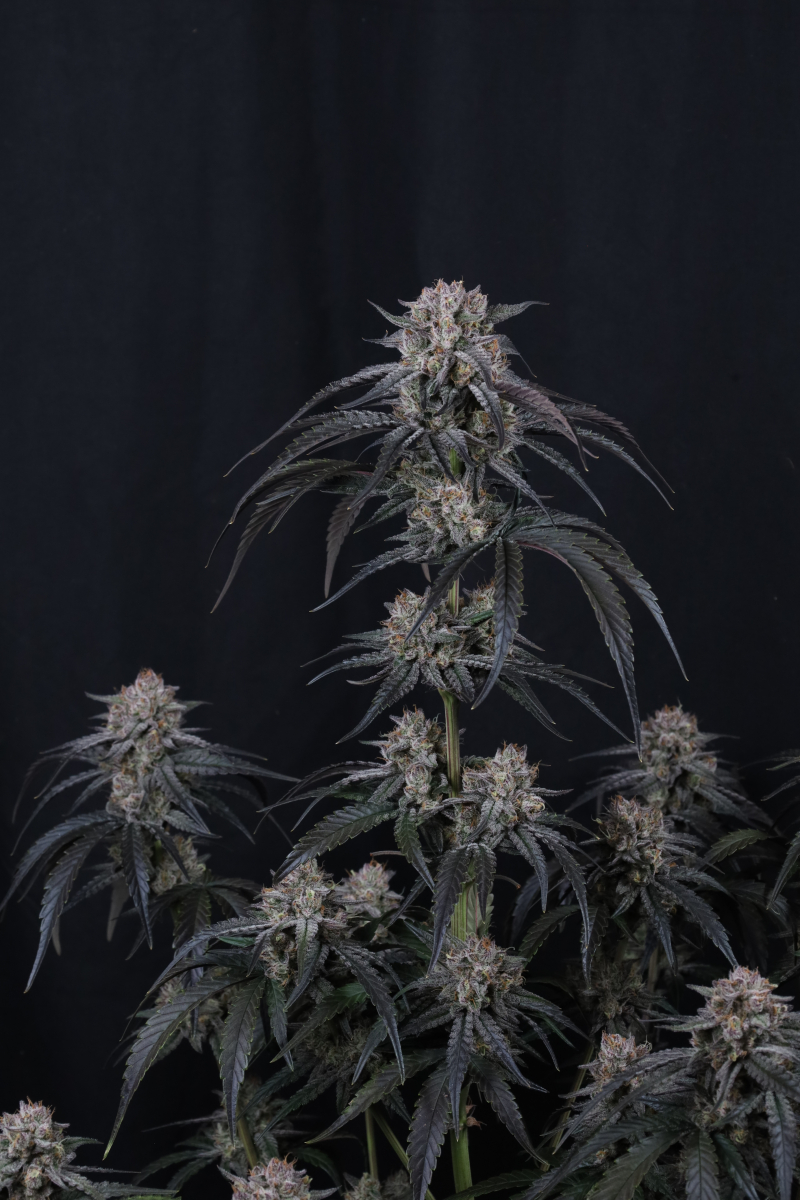 Photo of Mango Frost Auto